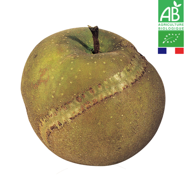 Pomme Patte de Loup Bio