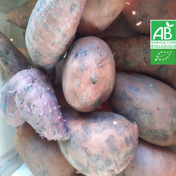 Patate Douce Moyenne Bio 1kg (Nouvelle récolte)