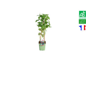 Plan de framboisier héritage bio