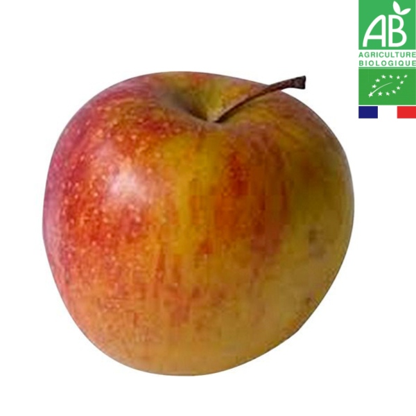 Pomme Boskoop Bio 1kg