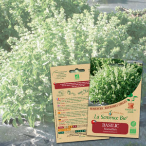 Basilic Marseillais Bio La Semence Bio