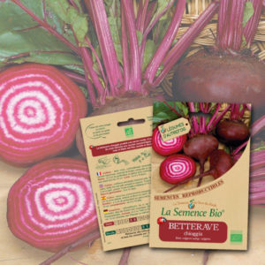 Betterave Chioggia Bio La Semence Bio