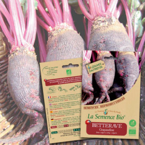 Betterave Crapaudine Bio La Semence Bio