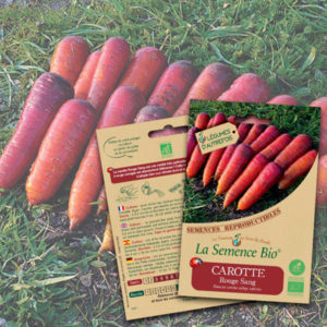Carotte Rouge Sang Bio La Semence Bio