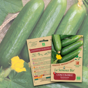 Concombre Marketmore Bio La Semence Bio