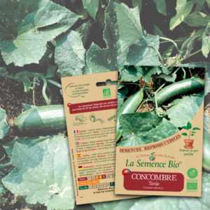 Concombre Tanja Bio La Semence Bio