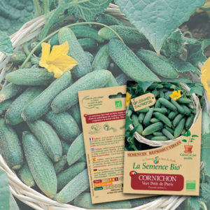 Cornichon Vert Petit de Paris Bio La Semence Bio