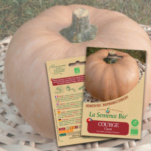 Courge Carat Bio La Semence Bio
