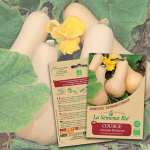 Courge Musquée Butternut Bio La Semence Bio