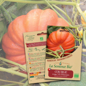 Courge Rouge Vif d’Étampes Bio La Semence Bio