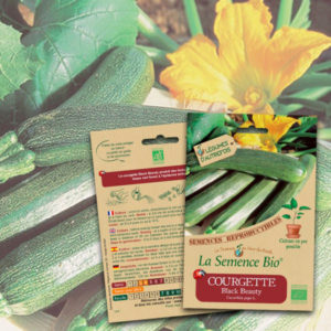 Courgette Black Beauty Bio La Semence Bio