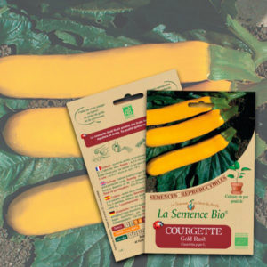 Courgette Gold Rush Bio La Semence Bio