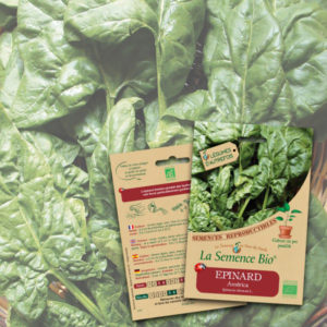 Épinard América Bio La Semence Bio