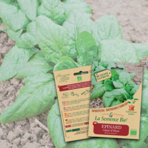 Épinard Géant d’Hiver Bio La Semence Bio