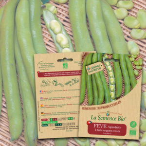 Fève Aguadulce Bio La Semence Bio