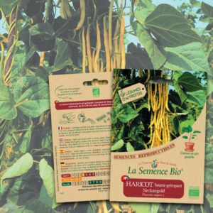 Haricot Beurre Grimpant Neckargold Bio La Semence Bio