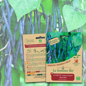 Haricot Violet Grimpant Blauhilde Bio La Semence Bio