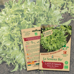Laitue Batavia Reine des Glaces Bio La Semence Bio
