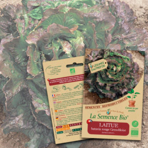 Laitue Batavia Rouge Grenobloise Bio La Semence Bio