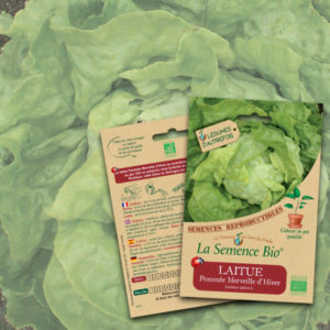 Laitue Pommée Merveille d'Hiver Bio La Semence Bio