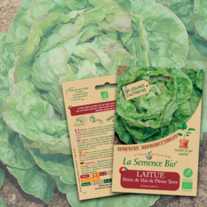 Laitue Reine de Mai de Pleine Terre Bio La Semence Bio