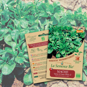 Mâche Verte à Cœur Plein 2 La Semence Bio