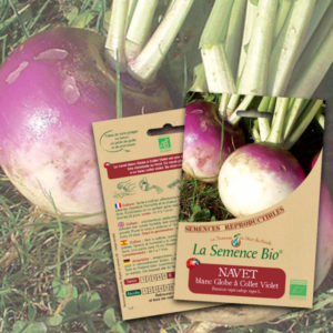 Navet Blanc Globe à Collet Violet Bio La Semence Bio