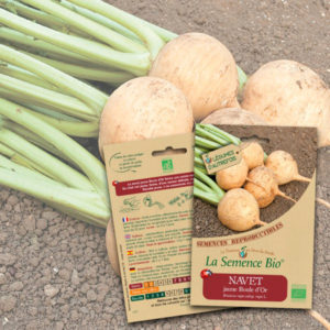 Navet Jaune Boule d'Or Bio La Semence Bio