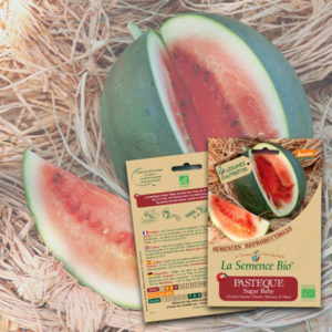 Pastèque Sugar Baby Bio La Semence Bio