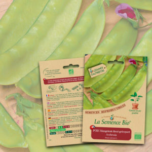 Pois Mangetout demi-grimpant Ambrosia La Semence Bio
