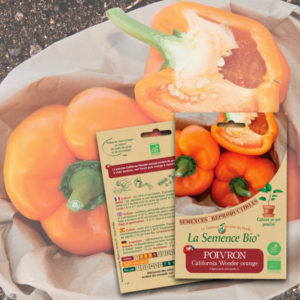 Poivron California Wonder Orange Bio La Semence Bio