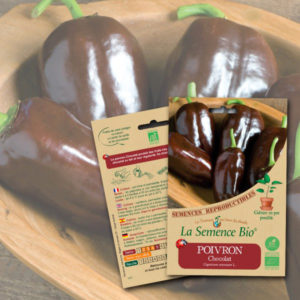 Poivron-Chocolat-Bio-La-Semence-Bio Poivron Chocolat Bio La Semence Bio