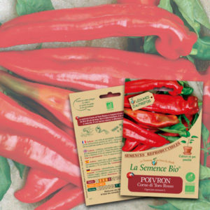 Poivron Corno di Toro Rosso Bio La Semence Bio