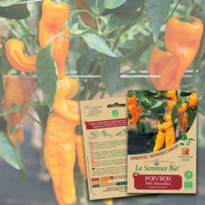 Poivron Petit Marseillais Bio La Semence Bio