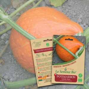 Potimarron Uchiki Kuri Bio La Semence Bio