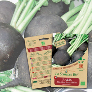 Radis Noir Gros Rond d'Hiver Bio La Semence Bio