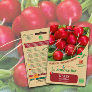 Radis Rond Raxe Bio La Semence Bio