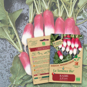 Radis de 18 jours Bio La Semence Bio