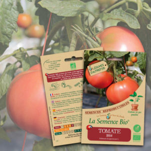 Tomate 1884 Bio La Semence Bio