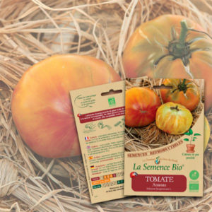 Tomate Ananas Bio La Semence Bio