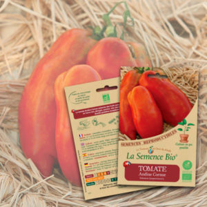Tomate Andine Cornue La Semence Bio