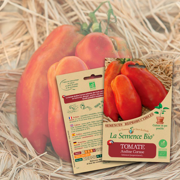 Tomate Andine Cornue La Semence Bio