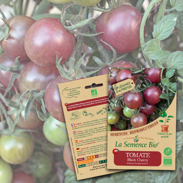 Tomate Black Cherry Bio La Semence Bio