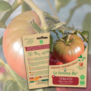 Tomate Black From Tula Bio La Semence Bio