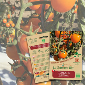 Tomate Gold Nugget Bio La Semence Bio