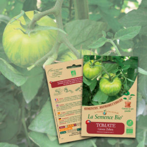 Tomate Green Zebra Bio La Semence Bio