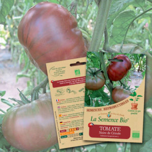 Tomate Noire de Crimée Bio La Semence Bio
