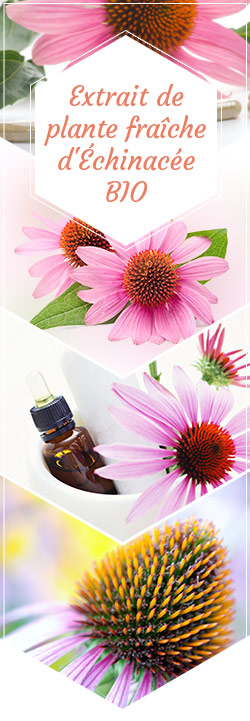 Illustration Extrait de Plantes Fraîches d’Échinacée Bio 50ml Propos Nature