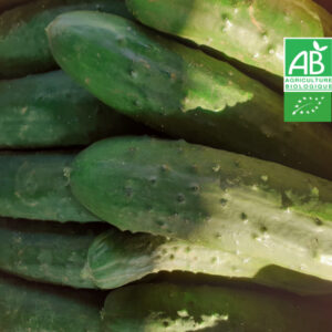Concombre Noa Bio 1KG