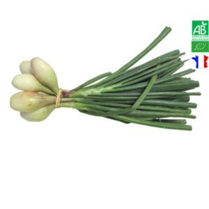 Botte d'échalotte bio